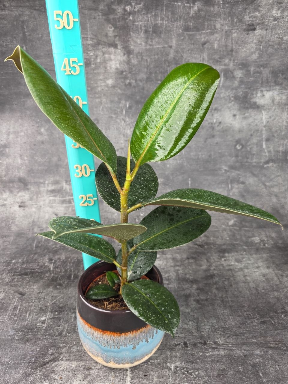 Ficus Elastica Robusta 12 cm